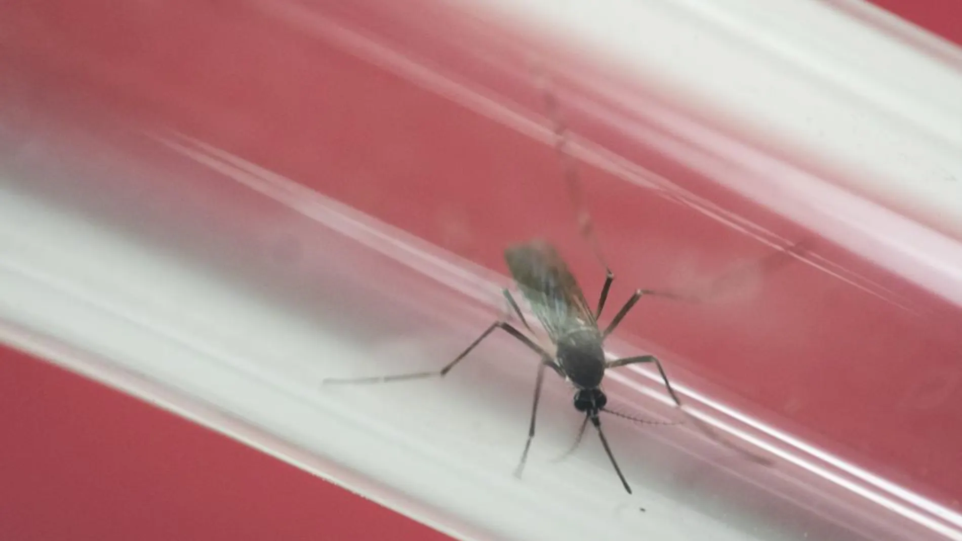 Imagen de un mosquito responsable del contagio de virus zika