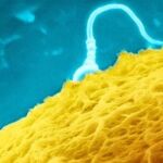 Científicos crean esperma humano a partir de células embrionarias