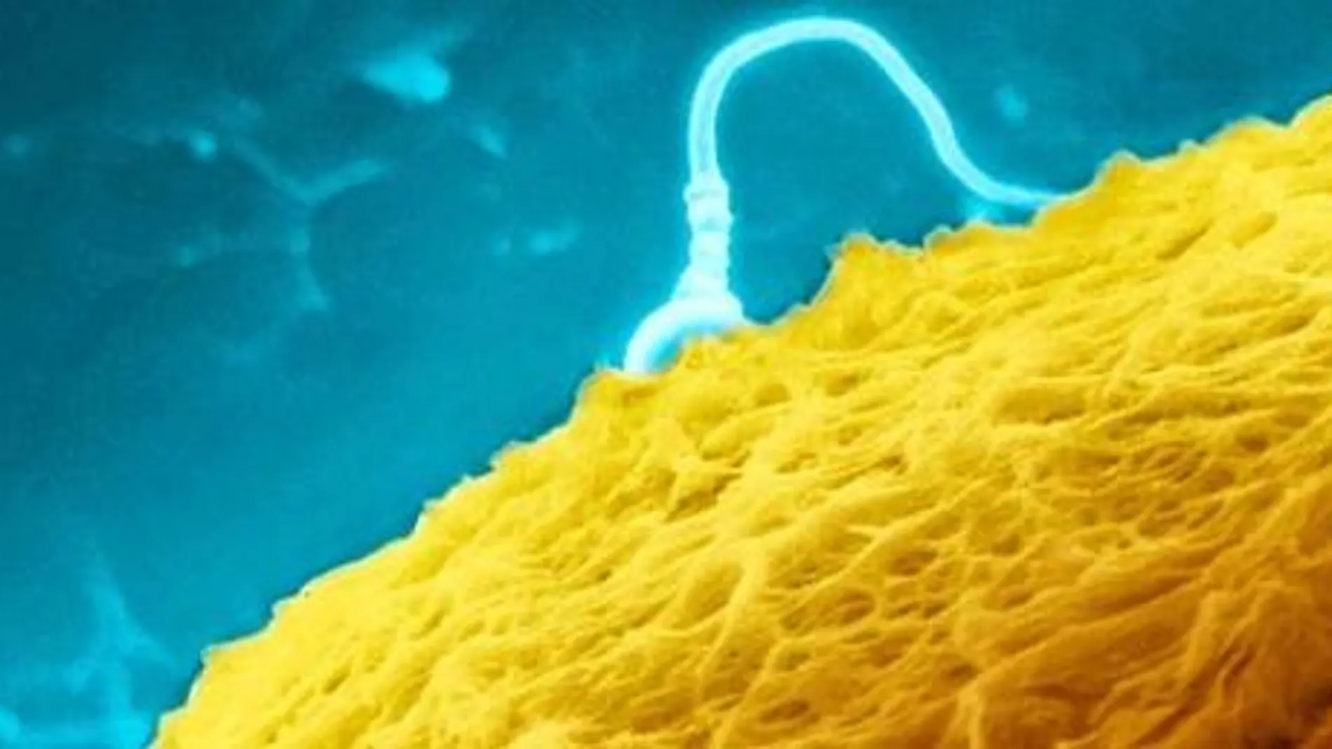 Científicos crean esperma humano a partir de células embrionarias