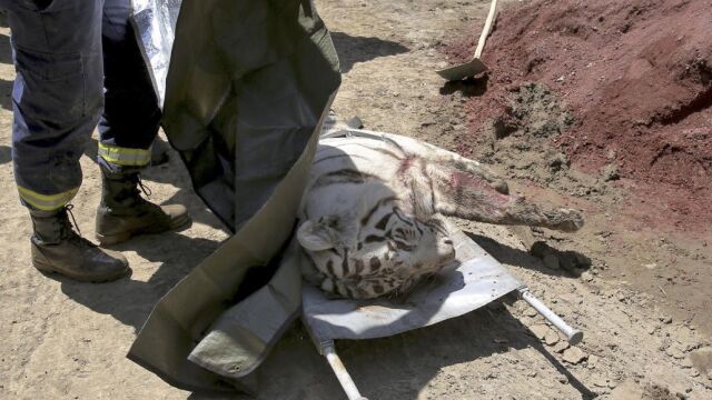 El tigre albino fue abatido por la policía
