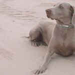 Niza, ganadora de la semana