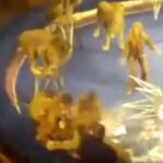 Pánico en el circo: dos leones atacan a su entrenador en Ucrania