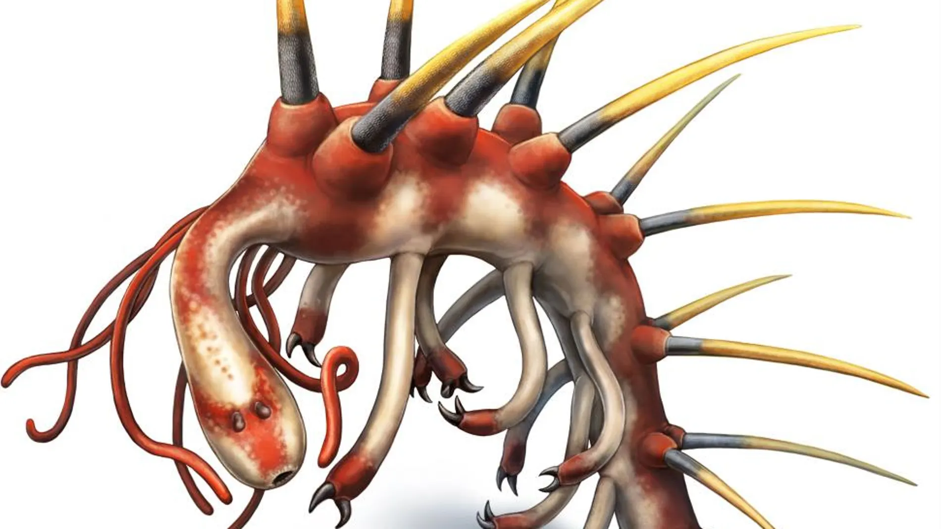 Reconstrucción en color del Hallucigenia sparsa de fósil hallado en Canadá que revela nuevos detalles sobre la cabeza del Hallucigenia, una enigmática criatura similar a los gusanos que vivió hace 508 millones de años y que está emparentada con los modernos insectos, arácnidos y crustáceos, según un trabajo que publica hoy la revista Nature.