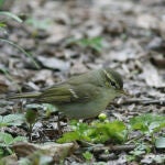 Un ejemplar hembra de mosquitero de Hume