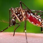 Las 12 preguntas imprescindibles (y sus respuestas) sobre el virus zika y sus efectos