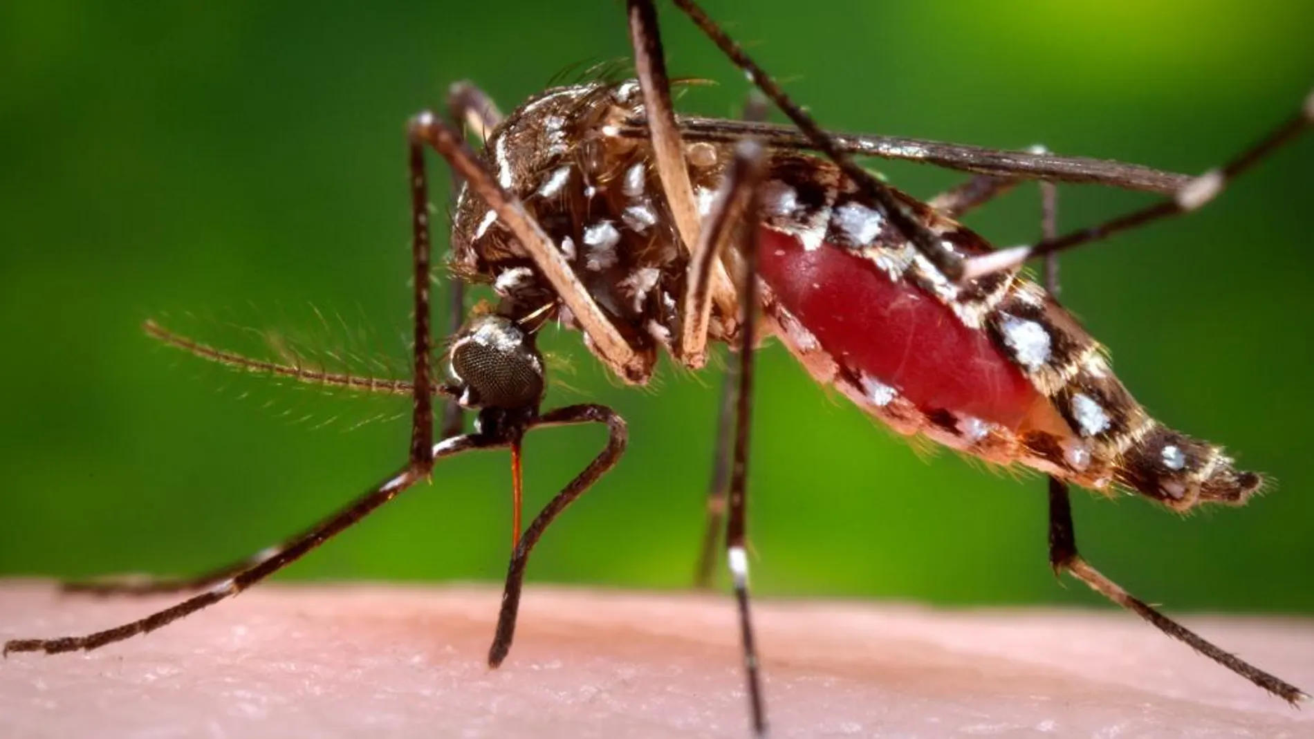 Las 12 preguntas imprescindibles (y sus respuestas) sobre el virus zika y sus efectos