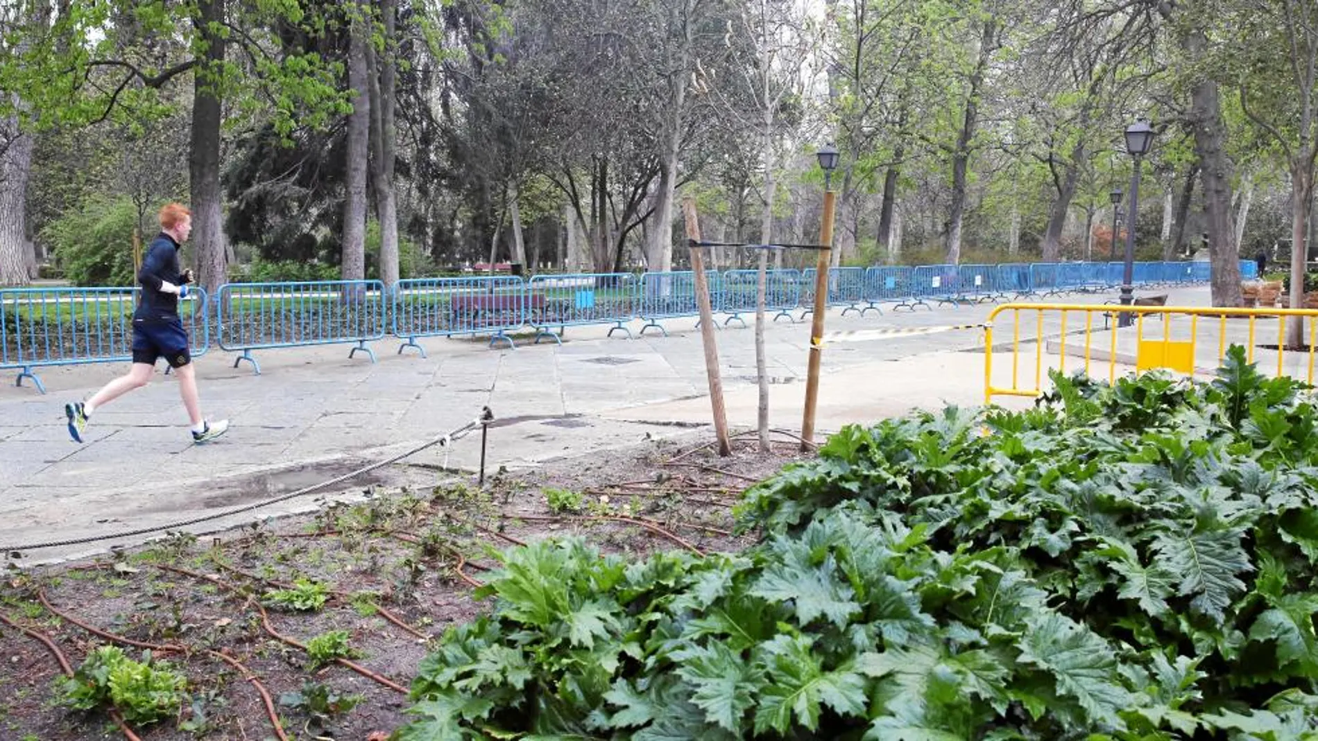 El Retiro abrió el pasado sábado después de permanecer 14 días cerrado tras el fallecimiento de un niño de cuatro años aplastado por un pino piñonero