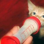 Peich, que ahora tiene dos años, toma su primer biberón tras ser recogido de la basura
