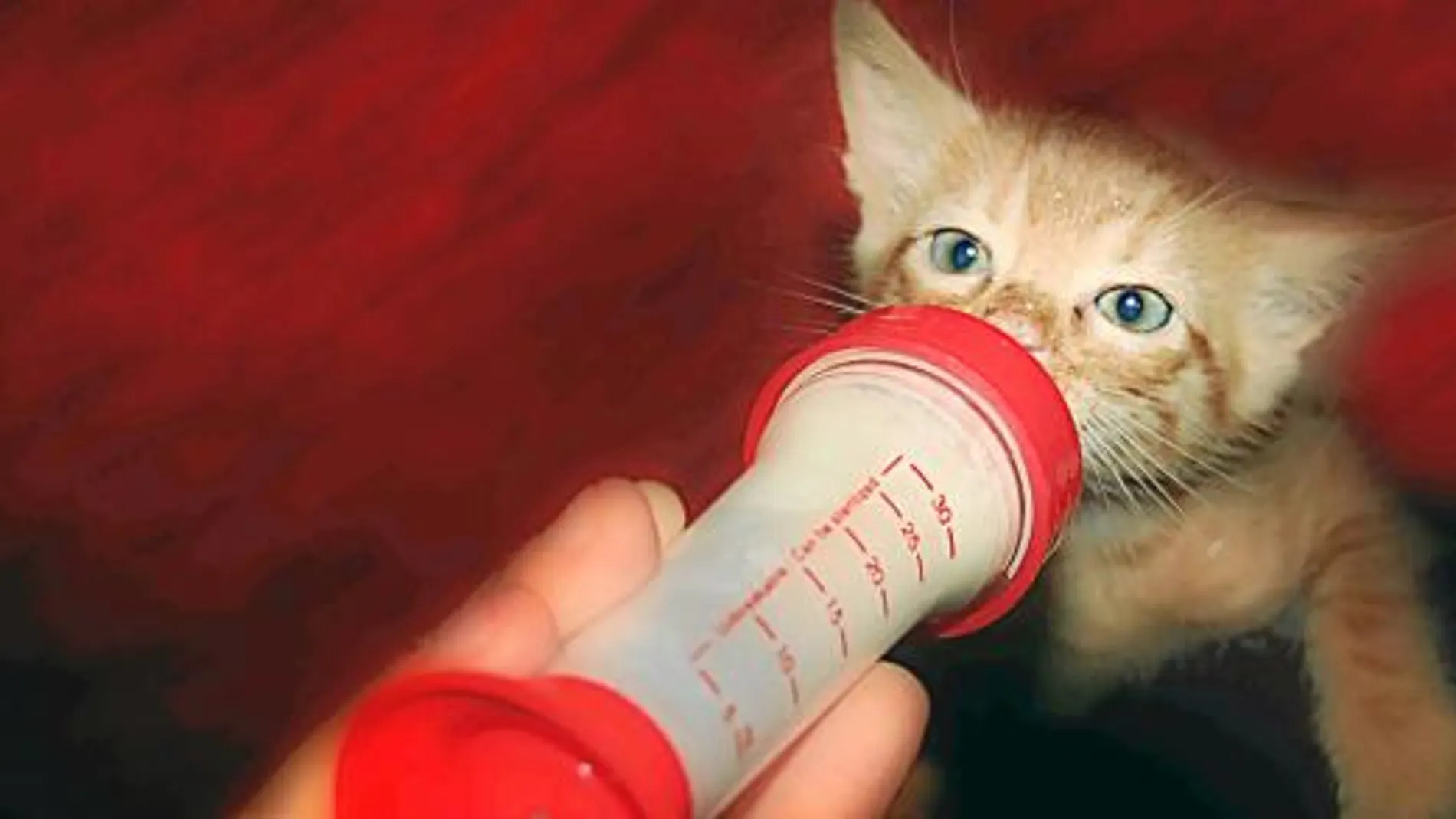 Peich, que ahora tiene dos años, toma su primer biberón tras ser recogido de la basura