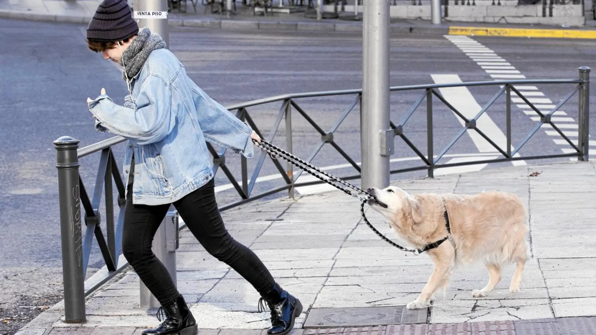 Entre los más jóvenes, un abrumador 95,2% apoya castigar con severidad el abandono de mascotas