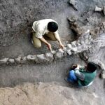 Restos de un dinosaurio hallado en China