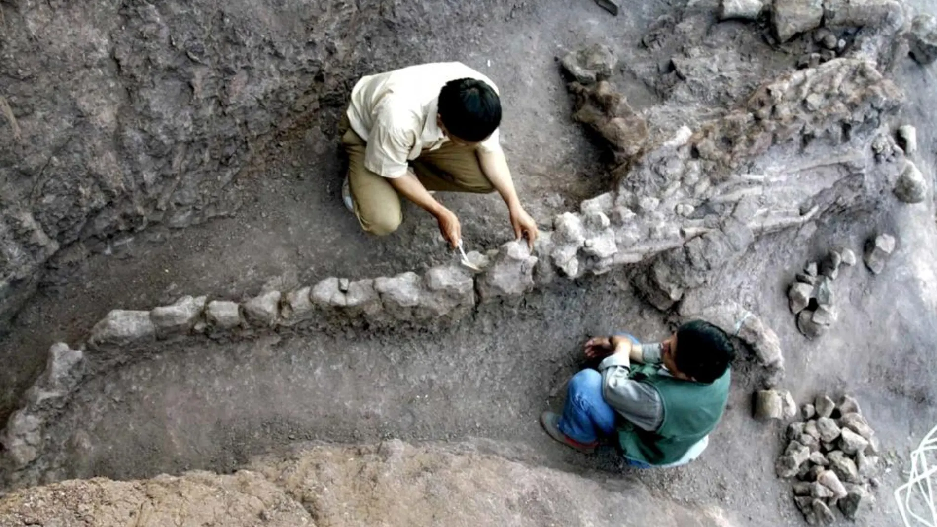 Restos de un dinosaurio hallado en China