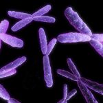 Una superbacteria dispara las alarmas en EE UU