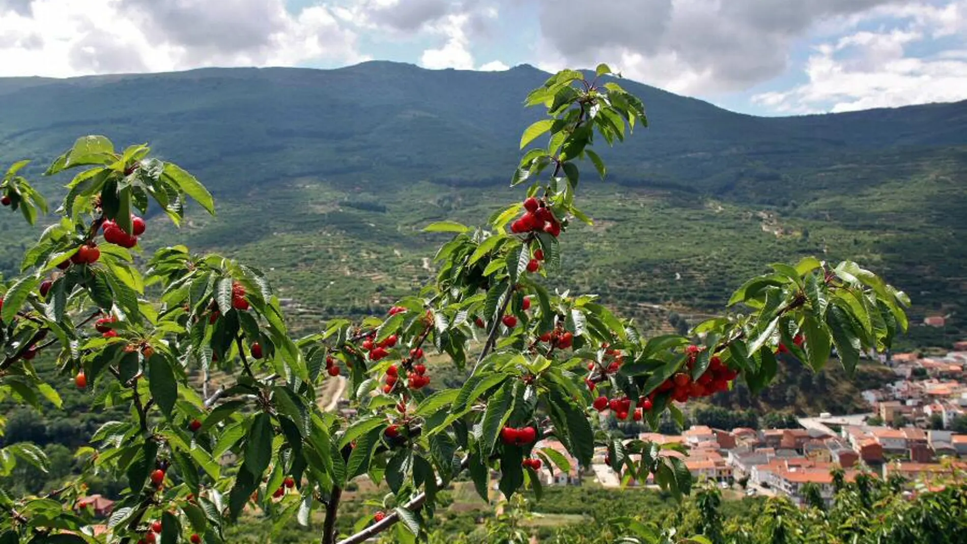 Valle del Jerte