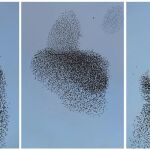 Tres secuencias de una bandada de pájaros en el cielo