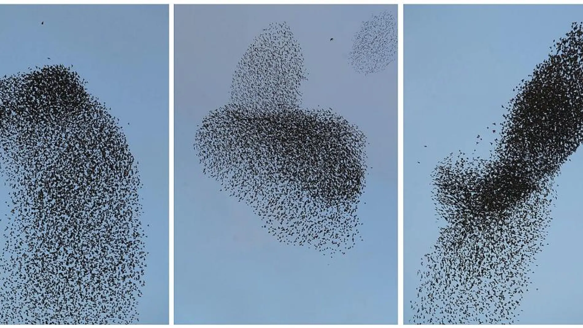 Tres secuencias de una bandada de pájaros en el cielo