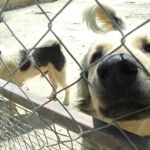 Más de 150.000 perros y gatos de patitas en la calle