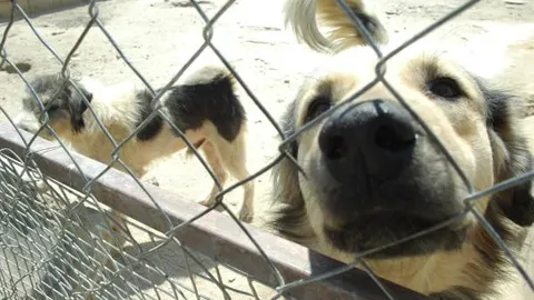 Más de 150.000 perros y gatos de patitas en la calle
