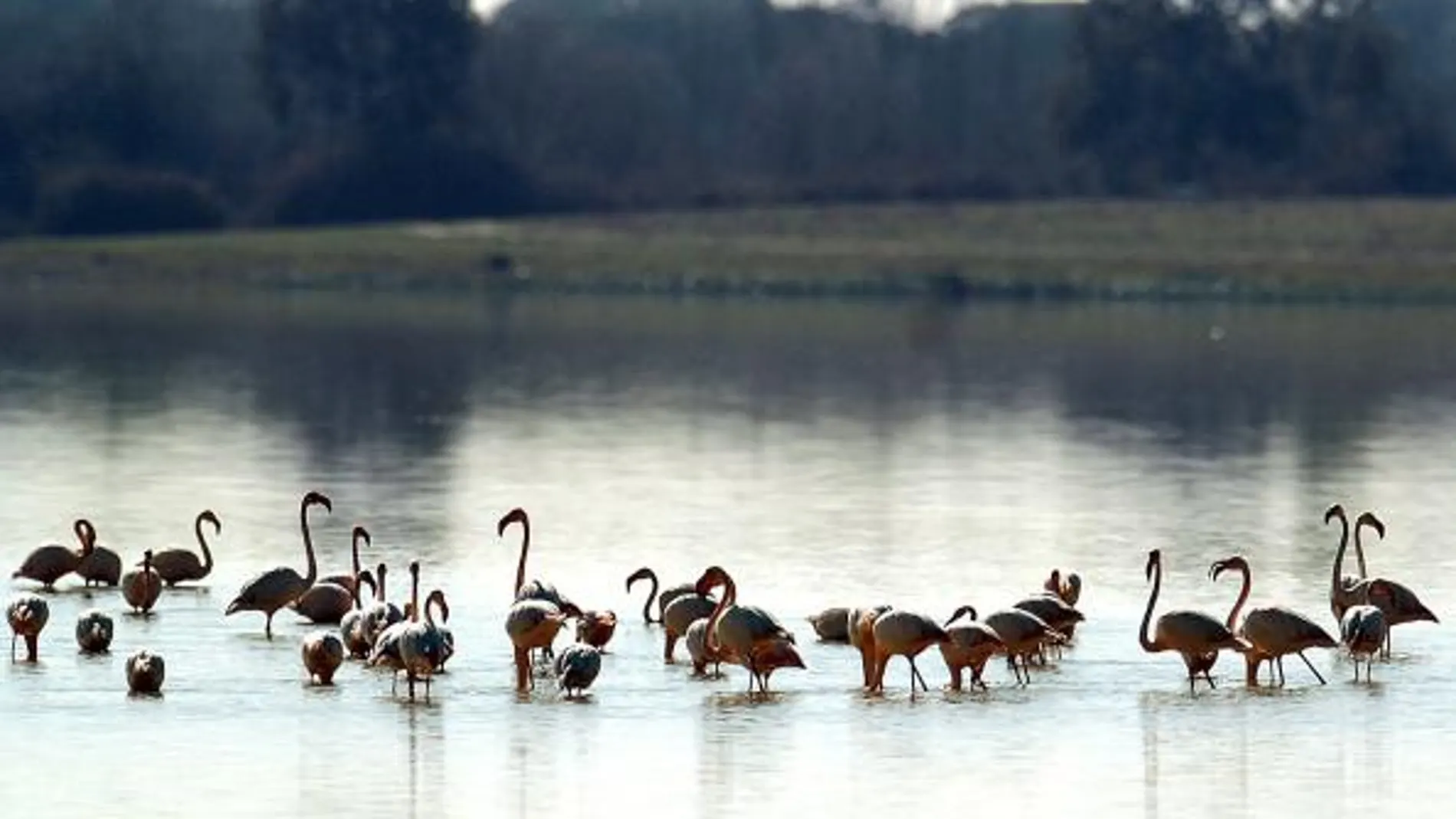 El Parque Nacional de Doñana puede acabar sin sus humedales
