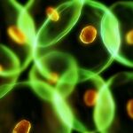 Recreación de células cancerígenas