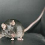 Tiny, el primer ratón de los 27 que nacieron a partir de células de la piel