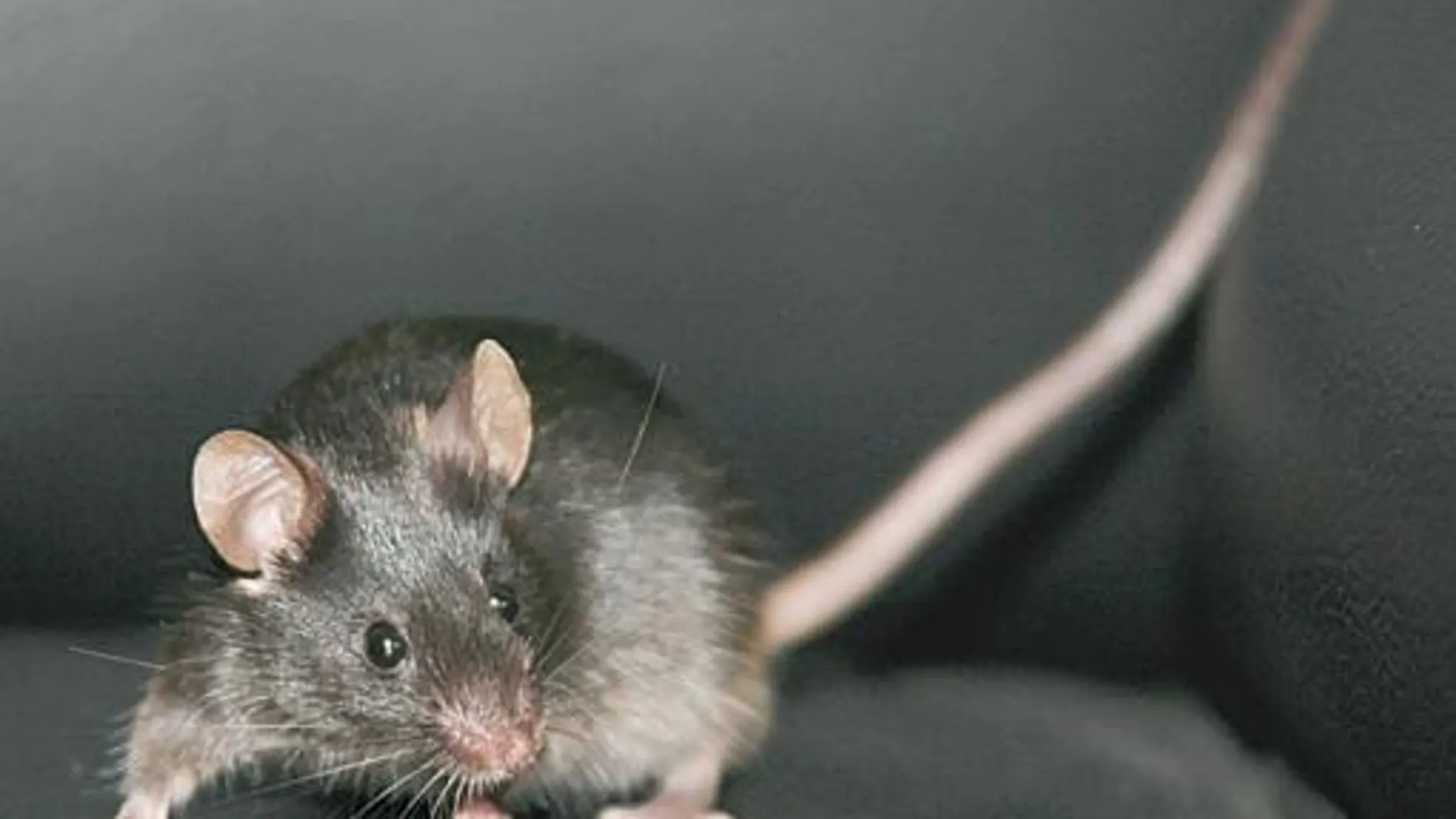 Tiny, el primer ratón de los 27 que nacieron a partir de células de la piel