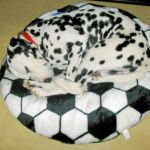 Sucre es un cariñoso dálmata de unos 4 ó 5 años muy aficionado al fútbol y a las Fallas