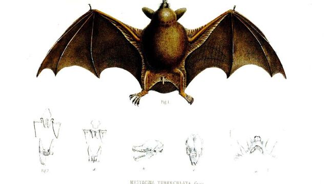 La nueva especie es una variación de los Mystacina tuberculata conocidos hasta ahora