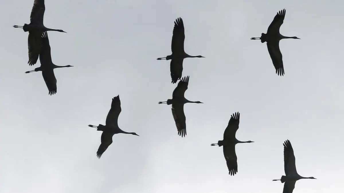 La migración de aves está transformándose por el cambio climático