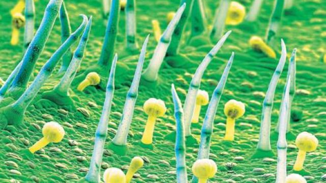 Alemania aprueba la patata OGM tras prohibir el maíz transgénico