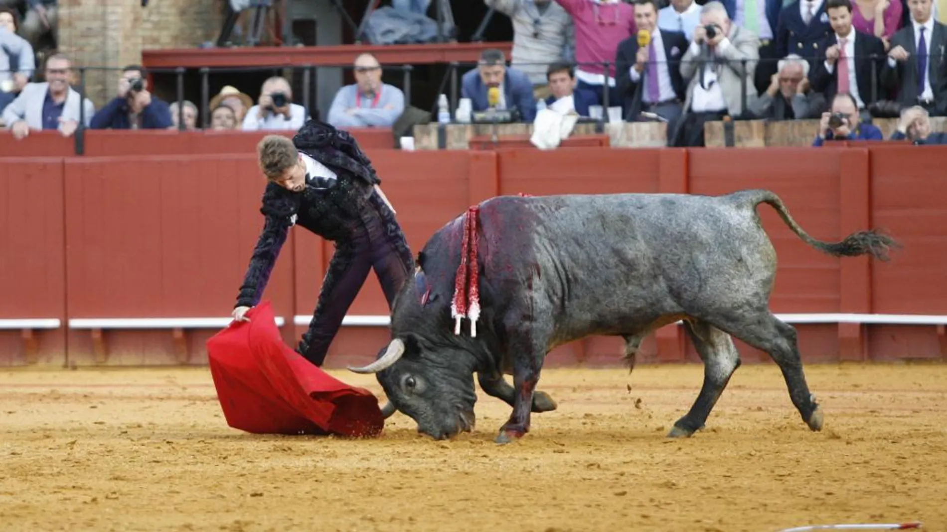 Manuel Escribano con "Cobradiezmos", el indultado cuarto toro