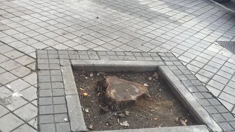 Aguirre lamenta el "arboricidio"de Ahora Madrid y acusa a Sabanés de “cambiar de bando”