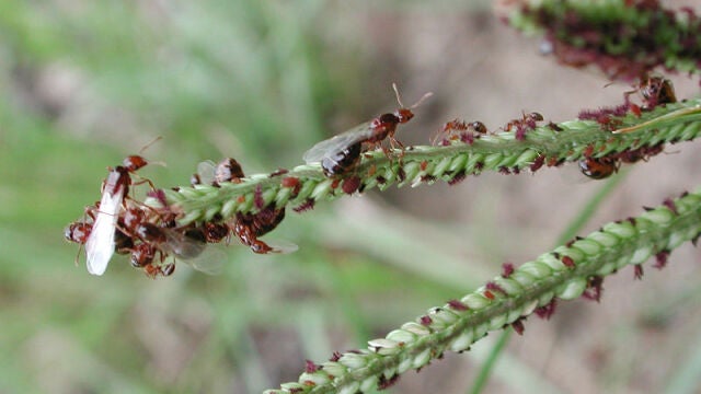 «Hormigas de fuego», una de las especies más agresivas