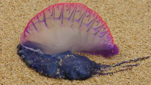 Carabela portuguesa