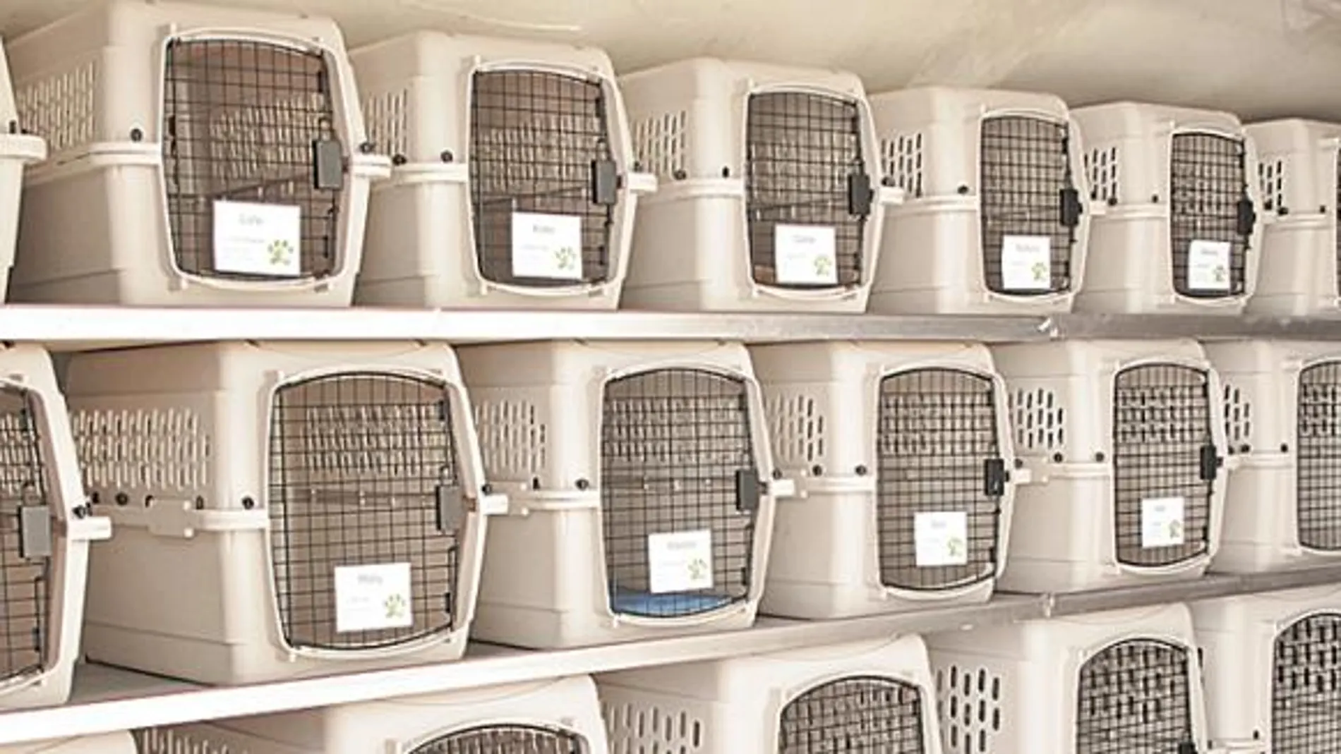 En el interior del avión, las mascotas deben volar en jaulas