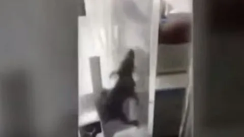 Una rata se cuela en una incubadora y muerde a un bebé
