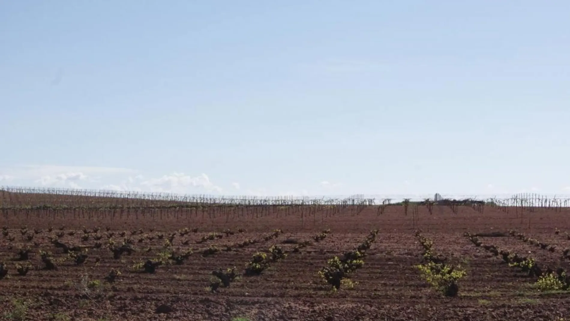 Los campos murcianos sufren un déficit estructural de agua que reduce considerablemente su rentabilidad (LA RAZÓN)