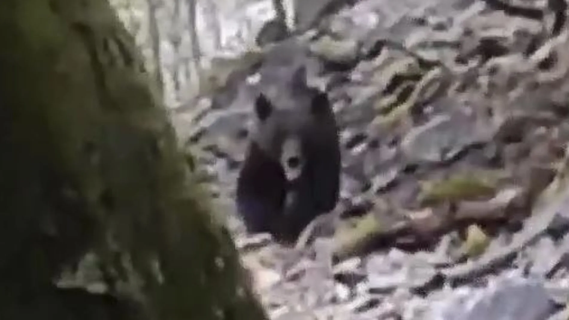 Cara a cara con un oso pardo en León