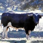 Un toro de la ganadería de Barcial, que pasta en tierras de Salamanca