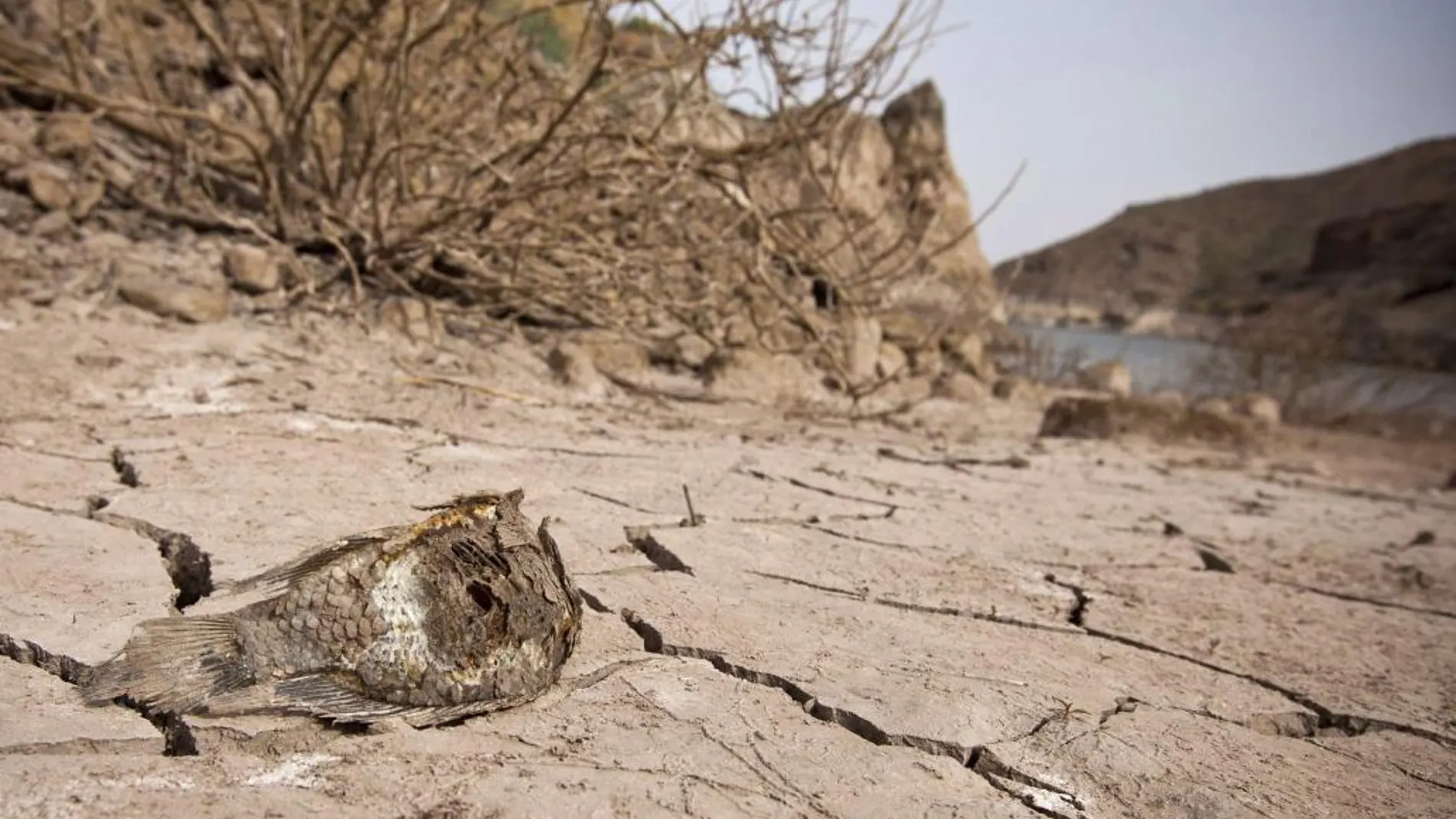 Efectos de la sequía en la isla de Gran Canaria