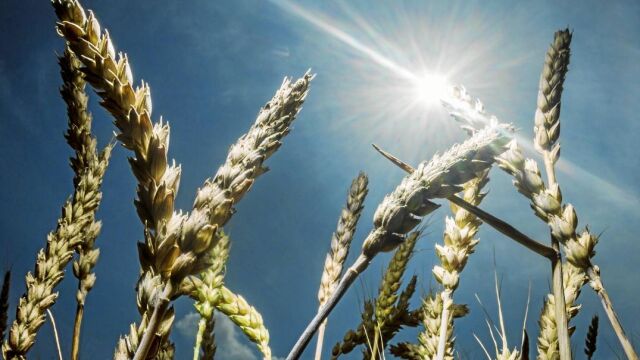 La tonelada de cebada y de trigo ha subido entre 3 y 6 euros en el mercado español