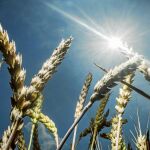 La tonelada de cebada y de trigo ha subido entre 3 y 6 euros en el mercado español