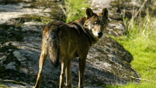 El lbo ha perdido el miedo el hombre y cada vez se acerca más a los núcleos urbanos en busca de alimento