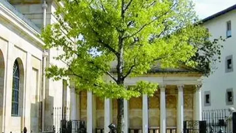 Los Quercus robur pueden vivir hasta mil años
