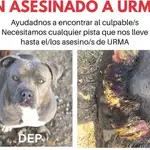  Buscan a los autores de la cruel muerte de una perra robada en Méntrida
