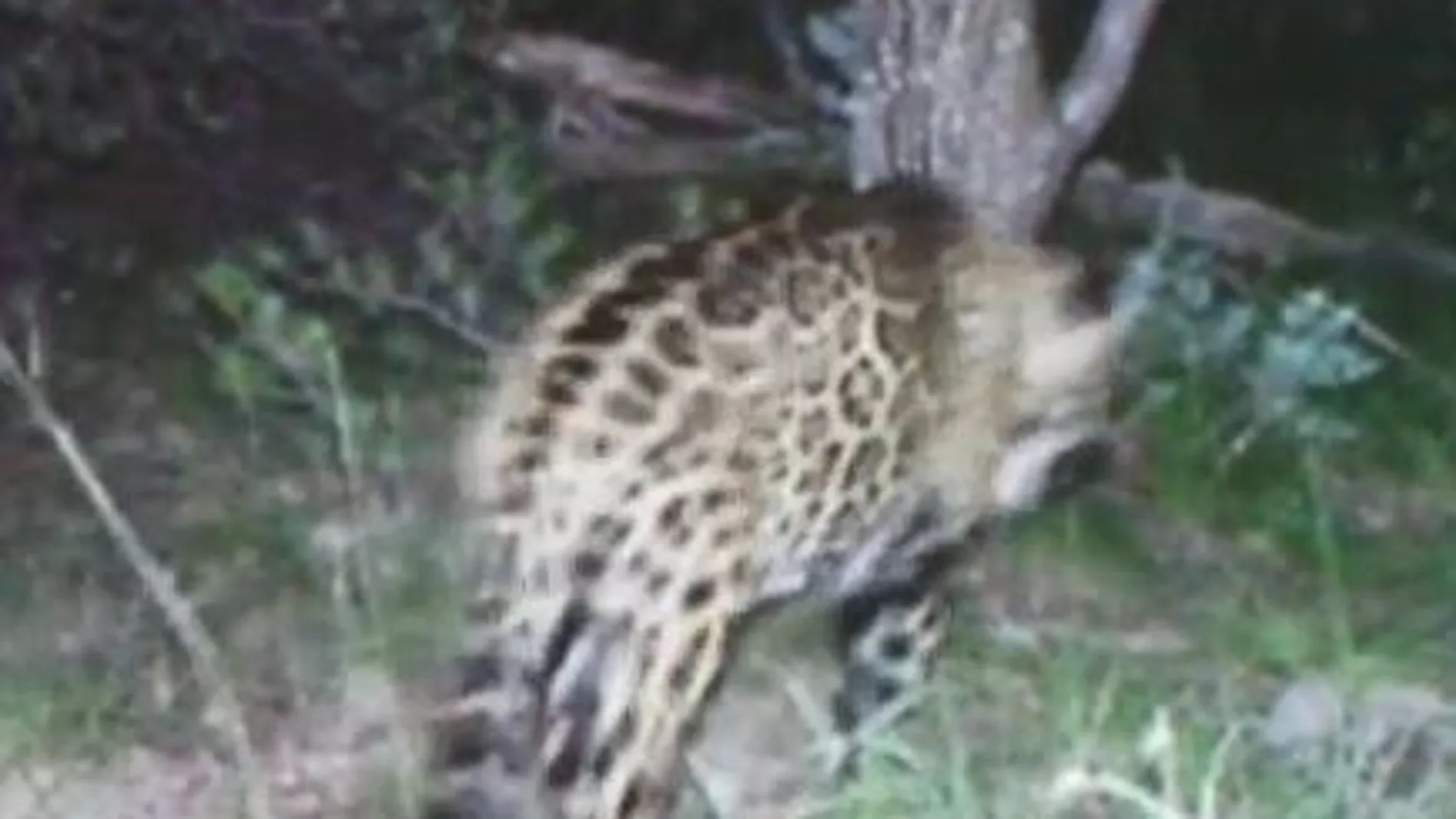 Una cámara capta al único jaguar de Estados Unidos