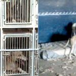 Los galgos se encontraban en malas condiciones y carecían de agua fresca en el interior de una finca rústica de Parla. Aunque los agentes no los hallaron hacinados, convivían en suelo de tierra lo que provocaba que acumularan sus deyecciones
