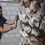 Juan Barbado, gerente de la empresa cordobesa Fertinyect, aplica al tronco de una palmera una botella de "Ynyect"
