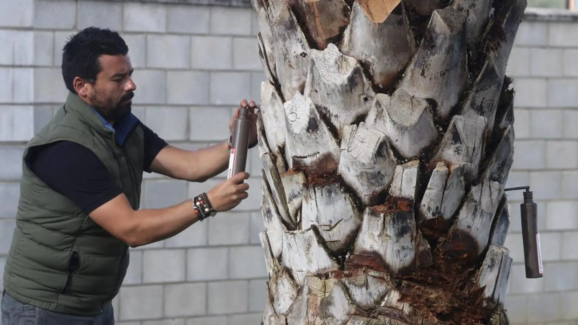 Juan Barbado, gerente de la empresa cordobesa Fertinyect, aplica al tronco de una palmera una botella de "Ynyect"