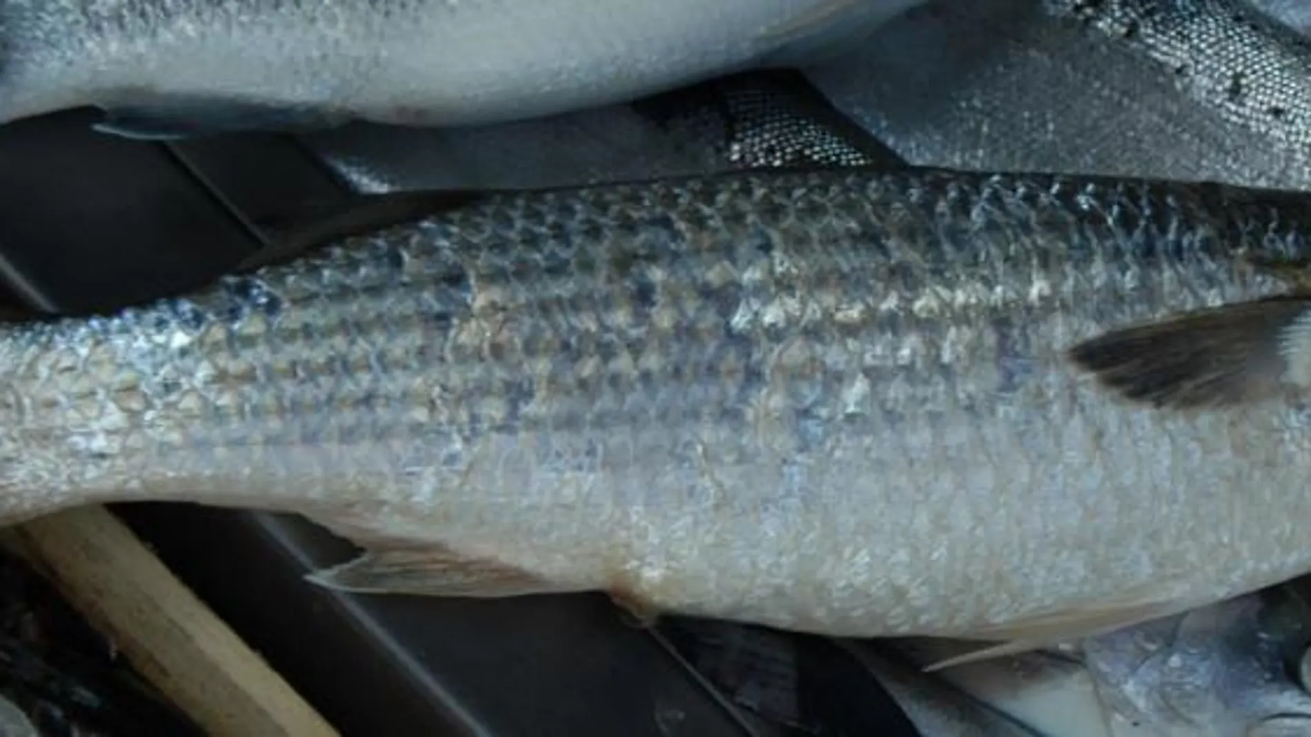 El estudio se ha basado en el corcón o muble (Chelon labrosus).